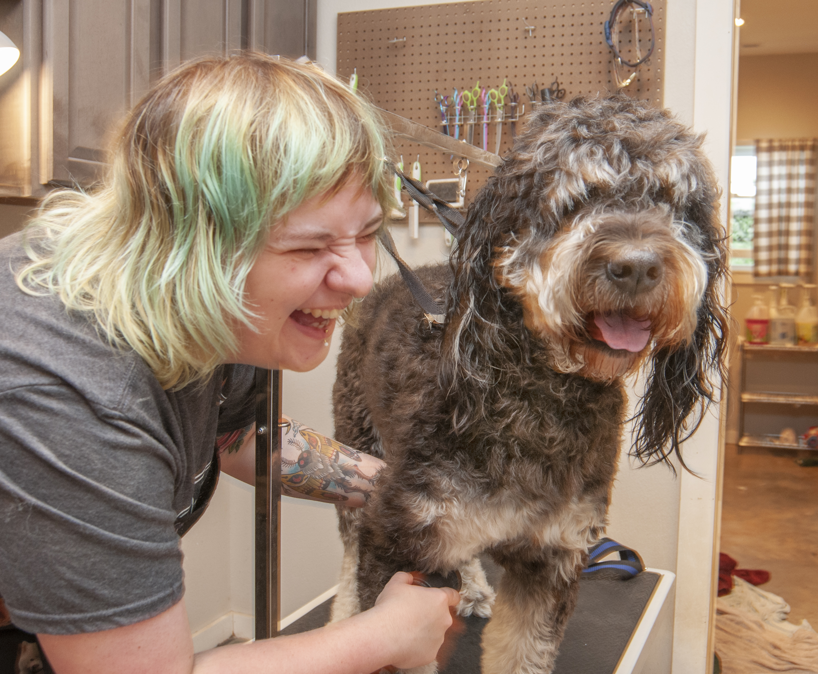 Dog and Cat Grooming in Northwest Arkansas