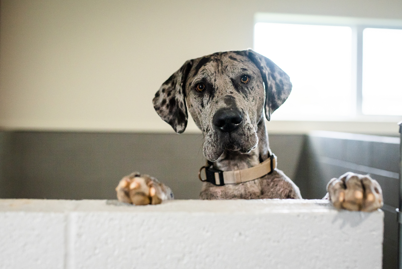 Dog Kennel